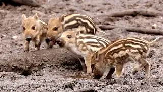Baby-Wildschweine: Frischlings-Alarm in Gl&uuml;cksburg