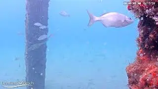 Filefish changes color