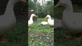 hurricane Ian vs ducks