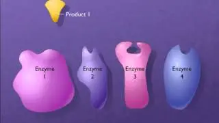 A Biochemical Pathway