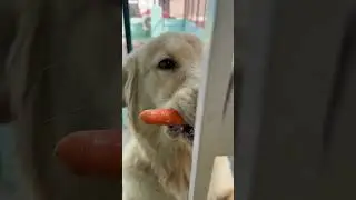 #love #dog❤️Healthy Snack Time: Golden Retriever Loves Carrots