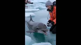 Dolphin Thanks Rescuer in the Most Heartwarming Way &ndash; A Must-See Moment!