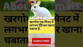 खरगोश एक मिनट में लगभग 120 बार खाना चबाता है |#shorts #facts #shortvideo #ytshorts #trend #trending