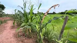 View Fresh of landscape Field Rice at Province in Cambodia 🇰🇭