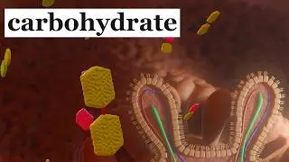 How the body absorbs sugar | 3D-ANIMATION