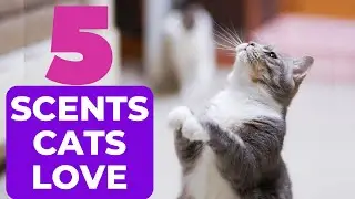 5 Scents Cats Love. Scents That Will Drive Your Cat Crazy with Happines