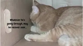 See how cats rest their heads against like this when they have a headache... #headache #sick #rest