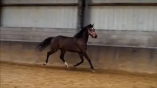 Kalista (Firestone x Lancet x Purioso)