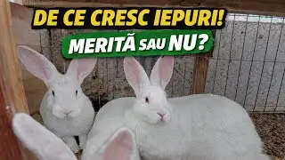 Iepuri pentru carne – adevărul după 3 luni de creștere