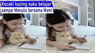 Lucu sampai terngakak Ngakak! kucing pintar suka Belajar sampai mau Menulis Bareng mamah/Kompilasi