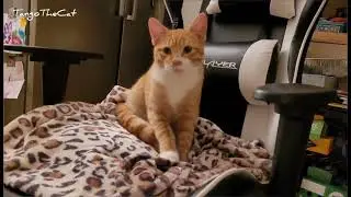 Self baking loaf cat