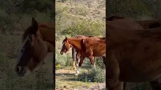 Wild horses on the move today in Tonto #wildlife #horsevideo ##mustangs