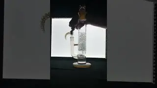 Fat bong snap
