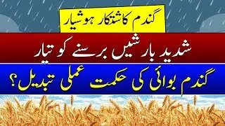 Weather updates November| Rain prediction in November| Wheat sowing technique in rain|بارشیں شروع