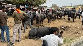 27 जनवरी 💗 😱इंदौर देपालपुर पशु मंडी ।#पशुधन #depalpur #kisan #mandi #पशुधन #cowmandi #dairy 