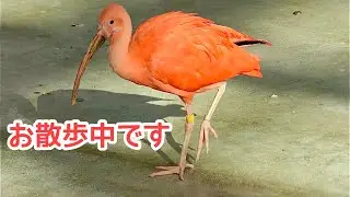 ショウジョウトキ　お散歩している様子です【掛川花鳥園】Scarlet ibis Kakegawa Garden 