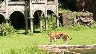 Watching the Tiger Show BALI SAFARI MARINE PARK