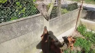 Three Puppies Argue With a Cape Hyrax as They Shout at Each Other