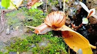 Slime Trails and Shell Homes: What a Snail Colony Teaches Us About Life
