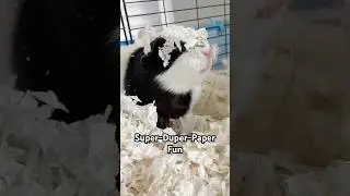 Guinea pigs first time paper bedding#guineapig#pets#cute#animals