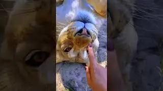 Danger Boops! | Danger Attack | the lion king #shorts #animals #lion #danger #trending #viral