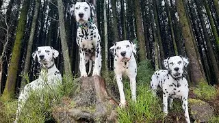 Long forestry walk