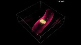 Multi-point Scanning Two-photon Excitation Microscopy by Utilizing a High-peak-power 1042-nm Laser
