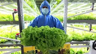 Indoor Lettuce Farming | High Yield Leafy Greens Using Modern Indoor Farming System #indoorfarming 