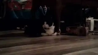 Kitty cat documentary (featuring Mr. Whiskers and Sophia) 