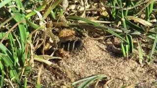 Pantaloon Bee Dasypoda hirtipes