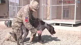 Meet Hertz the Highly Trained Sniffer Dog