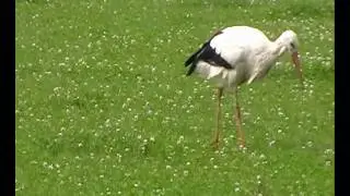 Stork Bird