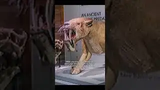 Nimravidae: False Saber-Toothed Beasts | #Prehistoric #Nimravidae #Extinct #WildHistory #Paleo