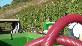 Mosel -  Spass im Weinberg