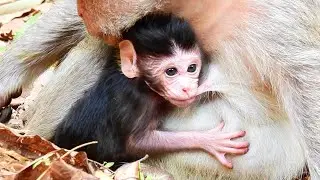 NEWBORN baby monkey make mommy got more tired. mom sleep on ground.