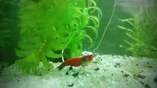 Gambarios sin Filtro.