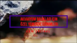 🐟Beslenme İpuçları: Akvaryum Balıkları İçin En İyi Yem Seçenekleri! 🌿🔍