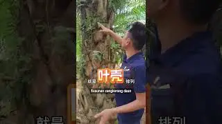 油棕树长气根的2大原因
