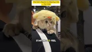 This Cat&rsquo;s Reaction to Wearing a Hat&hellip; Too Cute!