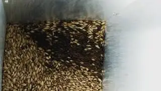 Crushing grains