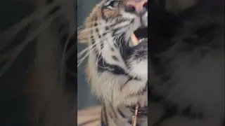 🐯 Trapped Tiger Rescued from Frozen Fate! ❄️#shorts #shortvideo #youtubeshorts