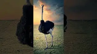 Animal with Largest Eyes || #didyouknow #large #eyes #landanimal #shorts