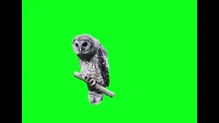 Owl Bird green screen vfx  #greenscreen #vfx #chromakey #vfxediting #viral #shorts #green #fyp #love