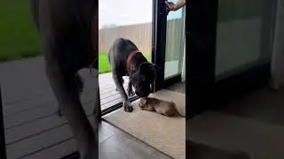 When The Door Opens 😂, #DogComedy #Shorts #PetPrank, big dog small dog prank
