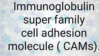 Immunoglobulin super family cell adhesion molecules(Igsf CAm)