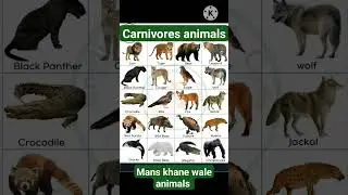 carnivores animals 🐅🐆 list with pictures 🏞️ for students @ EVs knowledge for beginners