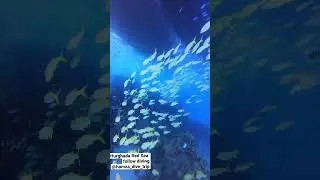 @hamza_dive_trip #egypt #travel  #sea #hurghada #diving #paditv #instagood #redseason #redseadiving