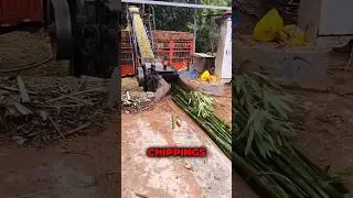 Bamboo chip crushing&nbsp; process | bamboo chipping&nbsp; machine #machine #bamboo #machinery