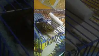#белки #чилибелки #белки #мышки  #милые #animals #хомяки #животные #chill #squirrel