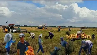 Chia sẻ toàn cảnh nông dân tỉnh An Giang thu hoạch lúa và lấy rơm về chân nuôi bò. 